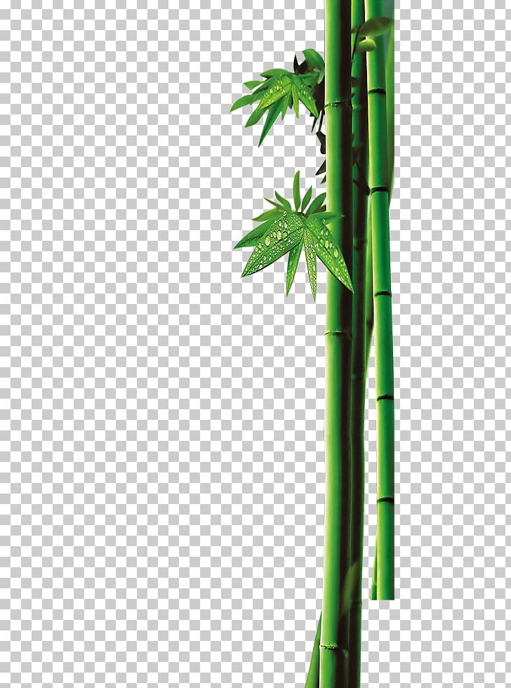 Bamboo Green Bambusa Oldhamii Bamboe PNG, Clipart, Angle, Bamboe, Bamboo, Bamboo Border, Bamboo Charcoal Free PNG Download