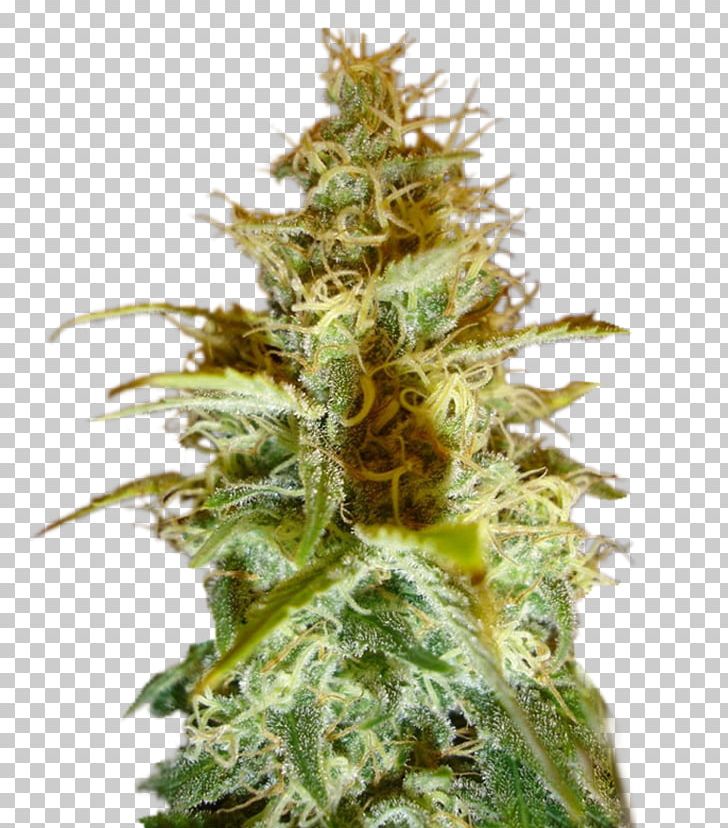 Cannabis Cup White Widow Cannabis Sativa Seed PNG, Clipart, Cannabis, Cannabis Cup, Cannabis Sativa, Cultivar, Feminized Cannabis Free PNG Download