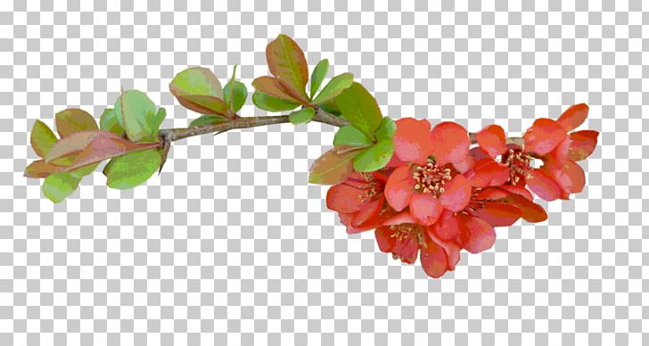 Flower Color PNG, Clipart, Blossom, Blue, Branch, Branches, Color Free PNG Download
