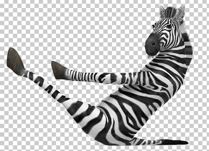 Zebra Pens Paper Animal Print Ink PNG, Clipart, Animal Figure, Animal Print, Animals, Big Cats, Black Free PNG Download