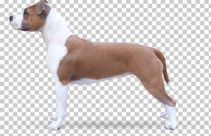 American Staffordshire Terrier Dog Breed Bull And Terrier Old English Terrier Staffordshire Bull Terrier PNG, Clipart, American Staffordshire Terrier, Amsterdam, Animals, Breeder, Bull And Terrier Free PNG Download