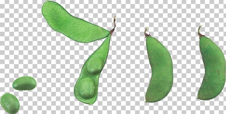 Pea Vegetable Common Bean PNG, Clipart, Commodity, Common Bean, Food, Fruit, Green Bean Free PNG Download