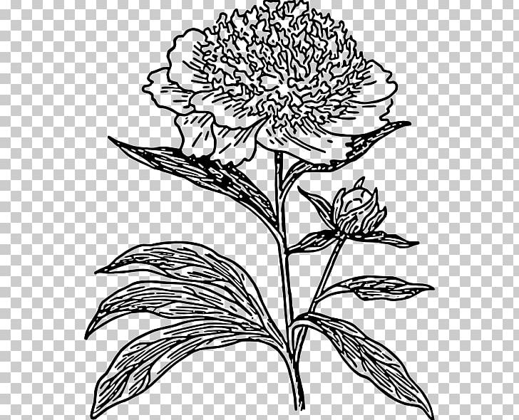Drawing Line Art Moutan Peony PNG, Clipart, Art, Artwork, Black And White, Chrysanths, Coloring Book Free PNG Download