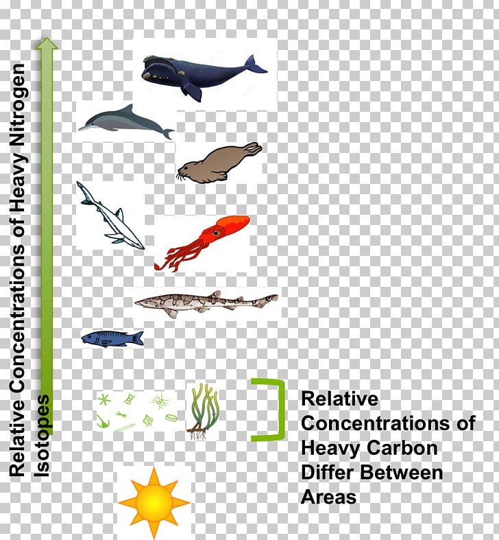 Great White Shark Food Chain Aquatic Animal Food Web PNG, Clipart, Animal, Aquatic Animal, Aquatic Ecosystem, Carcharodon, Food Chain Free PNG Download