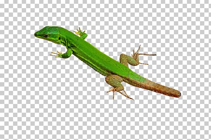 Common Iguanas Lacertids Lizard Reptile Anoles PNG, Clipart, Animal, Anoles, Common Iguanas, Dactyloidae, Eidechse Free PNG Download