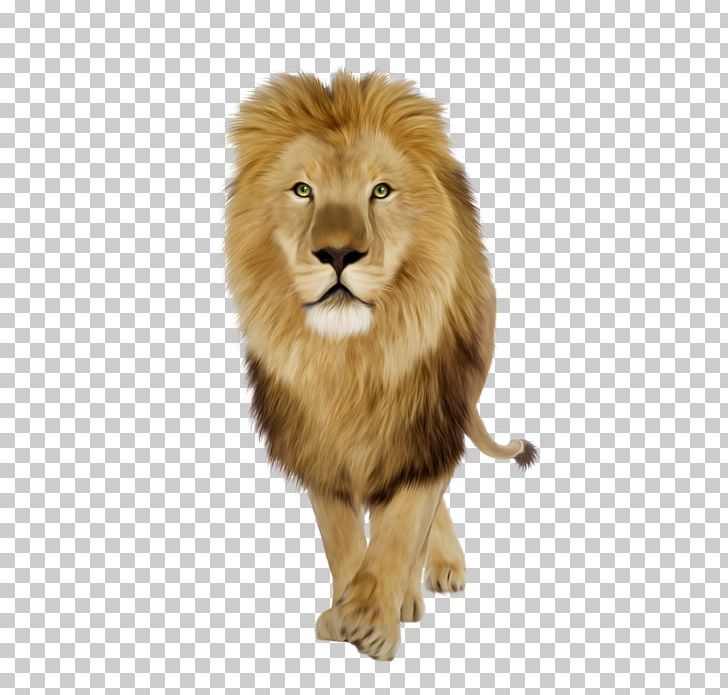 East African Lion Tiger Roar White Lion PNG, Clipart,  Free PNG Download