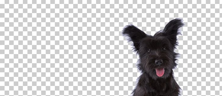 Skye Terrier Miniature Schnauzer Scottish Terrier Cairn Terrier Affenpinscher PNG, Clipart, Affenpinscher, Animals, Black, Cairn Terrier, Carnivoran Free PNG Download