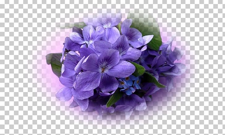 Violet Mauve Plantes Et Fleurs Flower Purple PNG, Clipart, Bellflower Family, Blue, Cari, Cicekler, Cornales Free PNG Download