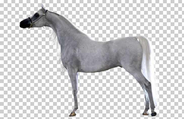 Mare Arabian Horse Stallion Foal Mustang PNG, Clipart, Animal Figure, Arabian Horse, Asil, Atlar, Beyaz Free PNG Download