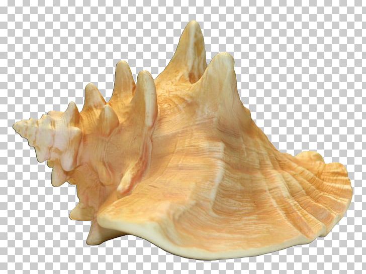 Queen Conch Seashell Portable Network Graphics Shankha PNG, Clipart, Clams Oysters Mussels And Scallops, Conch, Conchs, Gastropods, Internet Media Type Free PNG Download
