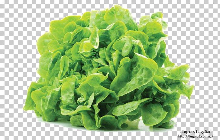 Salad Leaf Vegetable Endive Spinach PNG, Clipart, Chinese Cabbage, Cruciferous Vegetables, Endive, Food, Iceberg Lettuce Free PNG Download