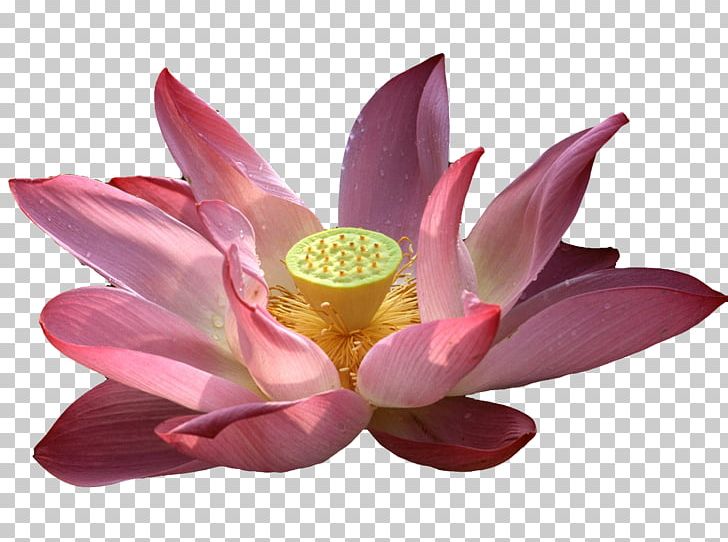 Vesak Wish Happiness Buddha's Birthday Buddhism PNG, Clipart, Aquatic Plant, Artificial Flower, Bloom, Desktop Wallpaper, Display Resolution Free PNG Download