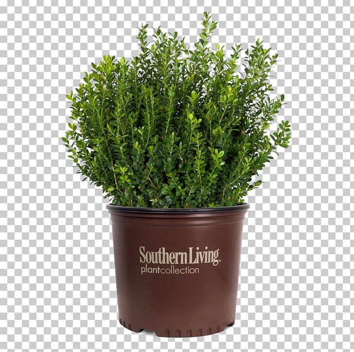 Buxus Microphylla Shrub Garden Plant Hedge PNG, Clipart, Box, Buxus Microphylla, Evergreen, Flowerpot, Food Drinks Free PNG Download