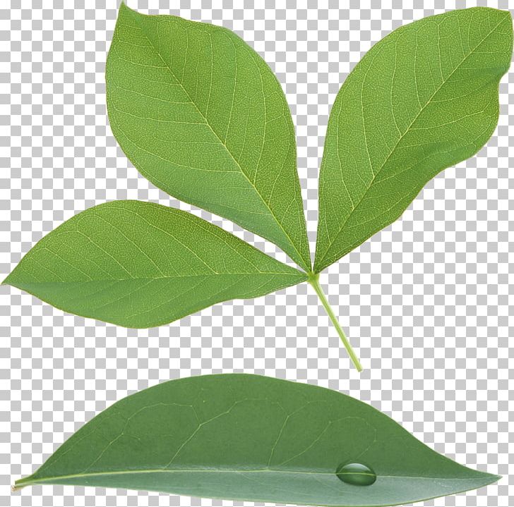 Computer Icons Leaf PNG, Clipart, Clipping Path, Computer Icons, Dots Per Inch, Download, Green Leaves Free PNG Download