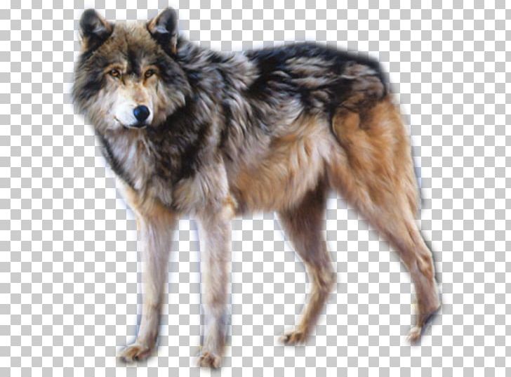 Kunming Wolfdog Gray Wolf Saarloos Wolfdog Czechoslovakian Wolfdog Tervuren PNG, Clipart, Animal, Art, Artist, Canis Lupus Tundrarum, Carnivoran Free PNG Download