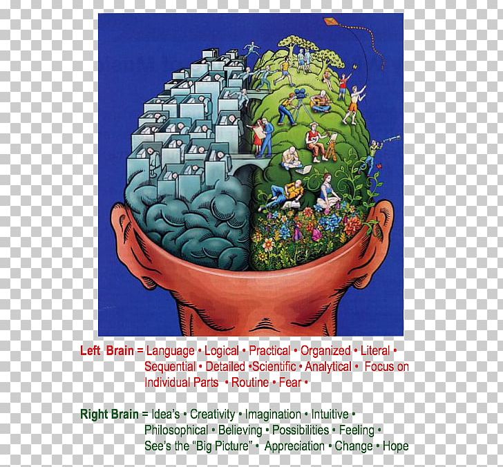 Lateralization Of Brain Function Human Brain Neuron Human Body PNG, Clipart, Brain, Cell, Cerebellum, Cerebral Hemisphere, Function Free PNG Download