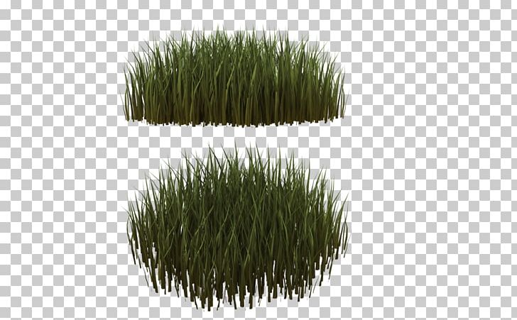 Lawn Ornamental Grass Needle Grasses Plant PNG, Clipart, 3d Computer Graphics, Aeration, Fescues, Grass, Grasses Free PNG Download
