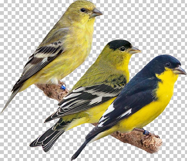 Domestic Canary American Sparrows Beak Fauna European Goldfinch PNG, Clipart, American Goldfinch, American Sparrows, Animals, Beak, Bird Free PNG Download