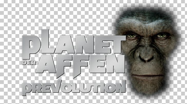 Gorilla 0 Television Homo Sapiens Film PNG, Clipart, 2011, Animals, Behavior, Brand, Fan Art Free PNG Download