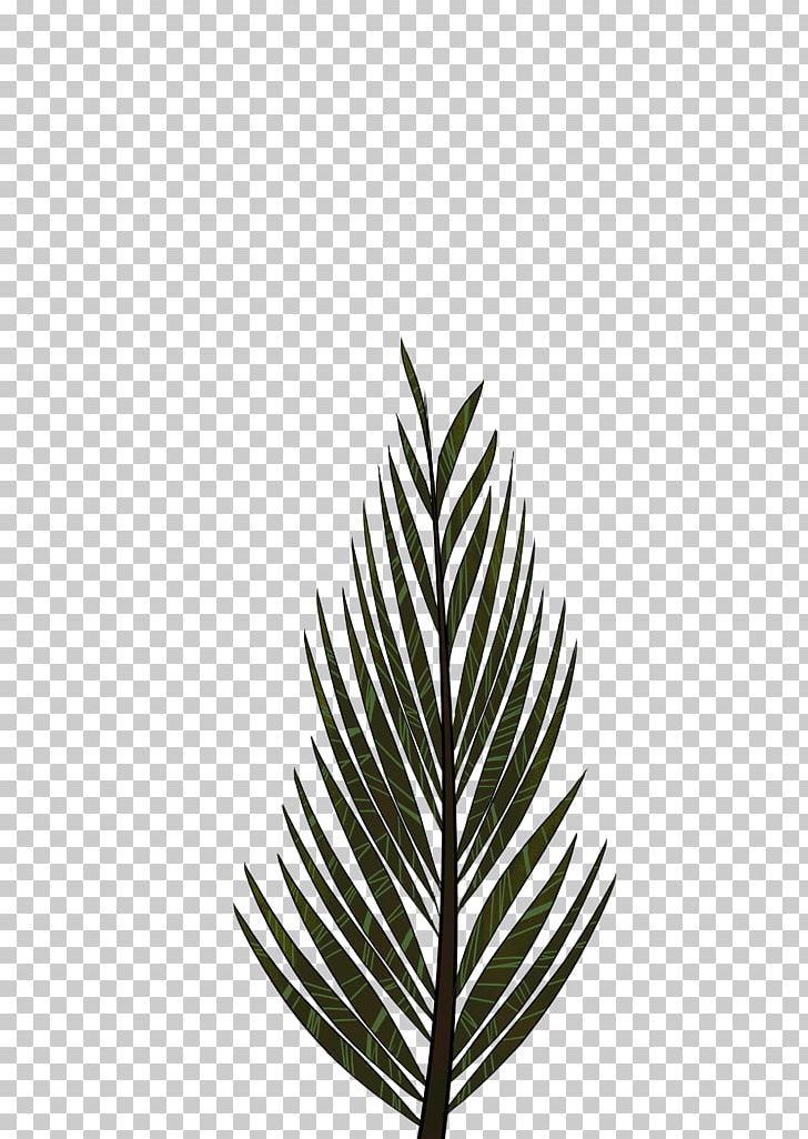 Pinus Palustris Leaf Tree Arecaceae Drawing PNG, Clipart, Arecaceae, Black And White, Branch, Conifer Cone, Drawing Free PNG Download