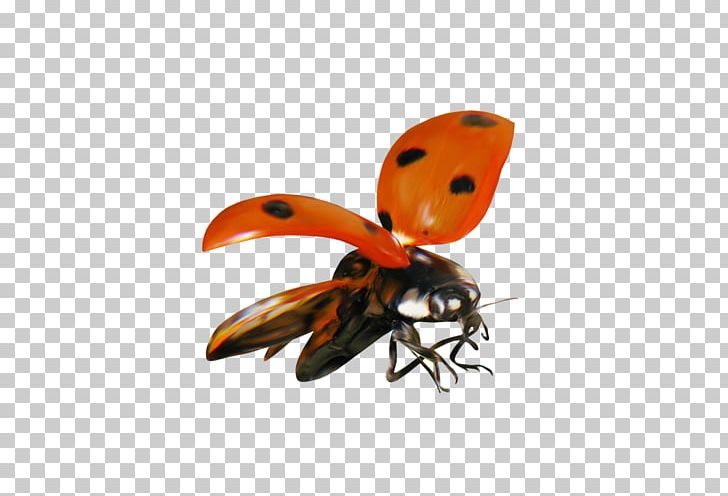 Ladybird Beetle Animal PNG, Clipart, Animal, Animals, Animation, Arthropod, Beetle Free PNG Download