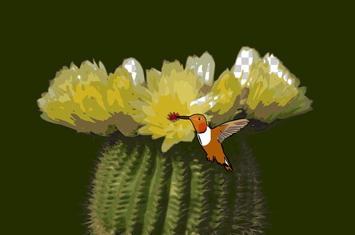 Parodia Tenuicylindrica Cactaceae Flower Yellow Schlumbergera PNG, Clipart, Cactaceae, Cactus, Caryophyllales, Color, Desktop Wallpaper Free PNG Download