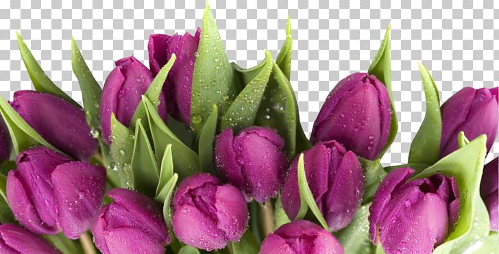 March 8 Flower Bouquet Holiday Tulip International Women's Day PNG, Clipart, Ansichtkaart, Birthday, Bud, Crocus, Cut Flowers Free PNG Download