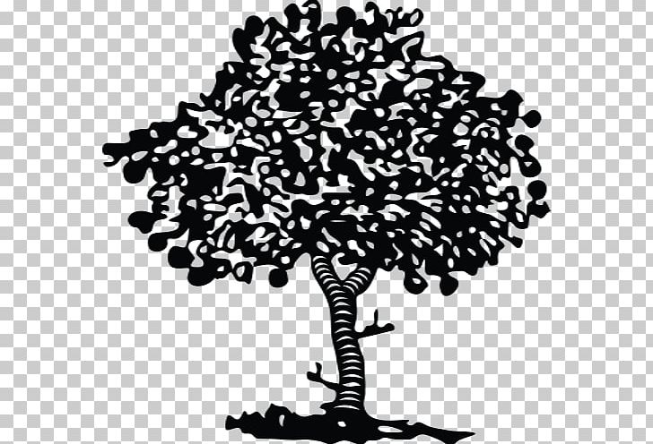 Tree Apple Innovation Company PNG, Clipart, Apple, Apple Tree, Black, Black And White, Braeburn Free PNG Download