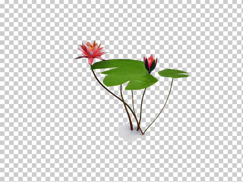 Flower Plant Anthurium Leaf PNG, Clipart, Anthurium, Flower, Leaf, Plant Free PNG Download