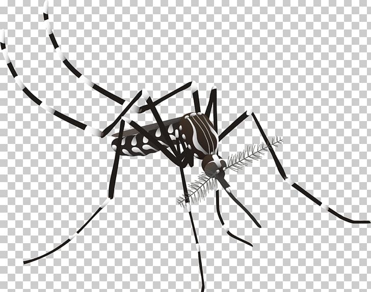 Aedes Albopictus Yellow Fever Mosquito Dengue Zika Virus PNG, Clipart, Aedes, Aedes Albopictus, Arachnid, Arthropod, Black And White Free PNG Download