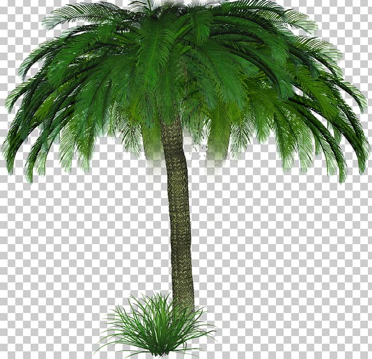 Arecaceae Tree Woody Plant Blog PNG, Clipart, Arecaceae, Arecales, Asian Palmyra Palm, Attalea Speciosa, Blog Free PNG Download