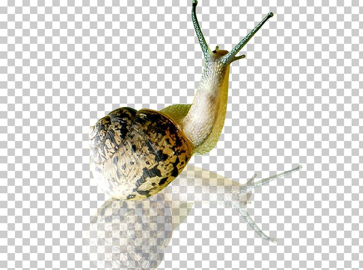 Snail Orthogastropoda Slug Tokopedia Skin PNG, Clipart, Acne, Animals, Cartoon Snail, Cosmetics, Eyebrow Free PNG Download