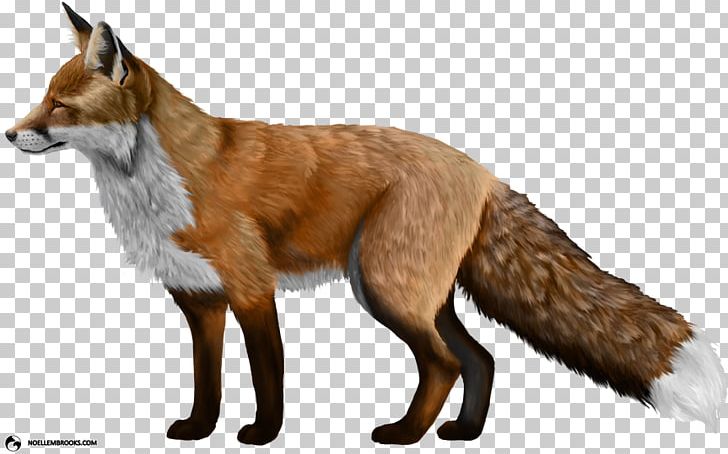 Domesticated Red Fox PNG, Clipart, Animals, Canidae, Carnivoran, Computer Icons, Dog Breed Free PNG Download
