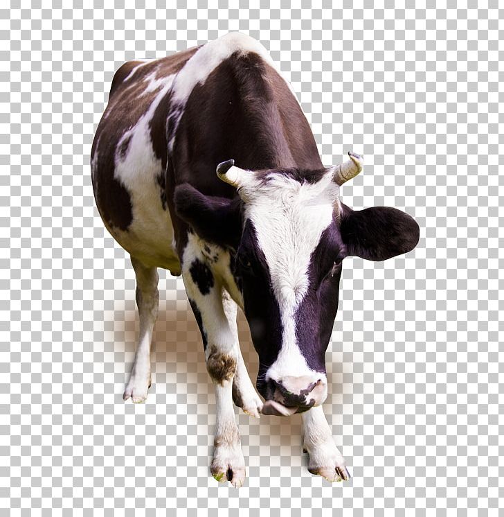 Holstein Friesian Cattle Jersey Cattle Milk Dairy Cattle Ox PNG, Clipart, Animal, Animal Rights, Animals, Animal Welfare, Cattle Free PNG Download