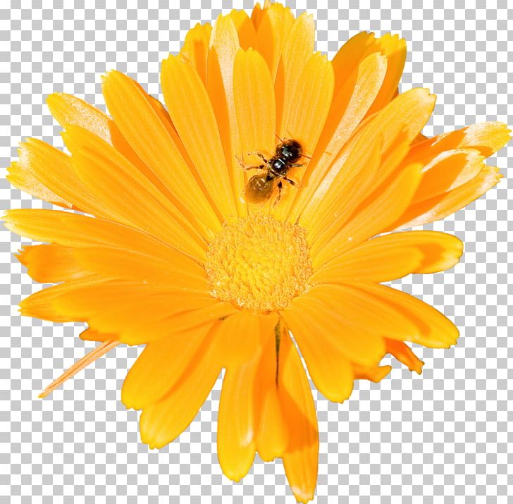 Mexican Marigold Flower Calendula Officinalis PNG, Clipart, Calendula, Calendula Officinalis, Cut Flowers, Daisy Family, Day Of The Dead Free PNG Download