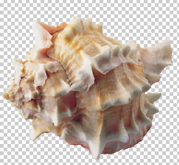 Seashell PNG, Clipart, Animal Source Foods, Background, Beach, Cartoon Conch, Clams Oysters Mussels And Scallops Free PNG Download