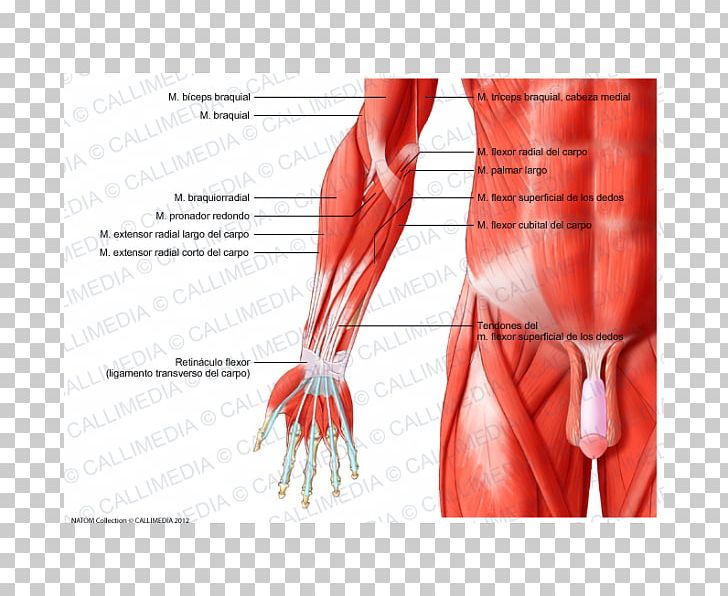 Anterior Compartment Of The Forearm Muscle Elbow PNG, Clipart, Abdomen, Anatomy, Arm, Blood Vessel, Elbow Free PNG Download