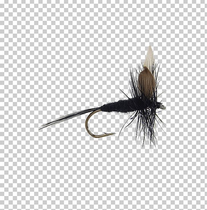 Artificial Fly Nymph Insect Fly Fishing PNG, Clipart, 28 October, 30 January, Advanced Placement, Arthropod, Artificial Fly Free PNG Download