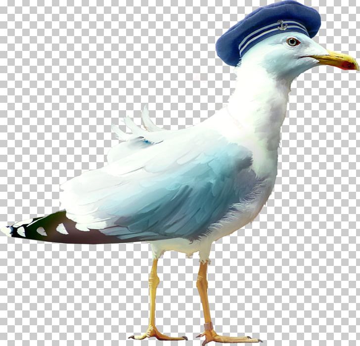 Bird Mouette PNG, Clipart, Aile, Animals, Beak, Centerblog, Charadriiformes Free PNG Download