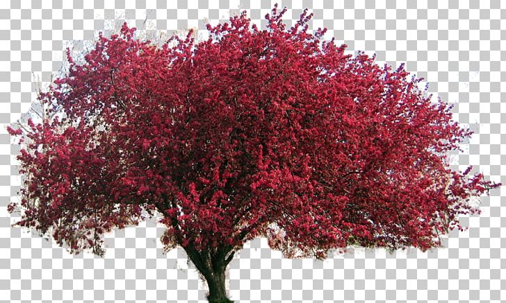Flowering Dogwood Northern Red Oak Red Maple Tree PNG, Clipart, Apples, Blossom, Branch, Cherry Blossom, Clip Art Free PNG Download