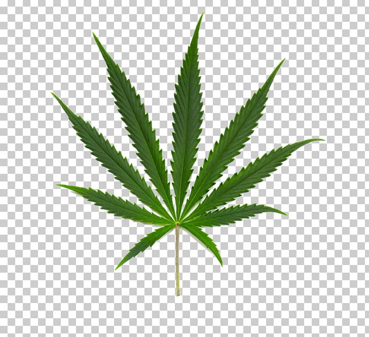 Hash PNG, Clipart, Amp, Bud, Cannabidiol, Cannabis, Cannabis Ruderalis Free PNG Download