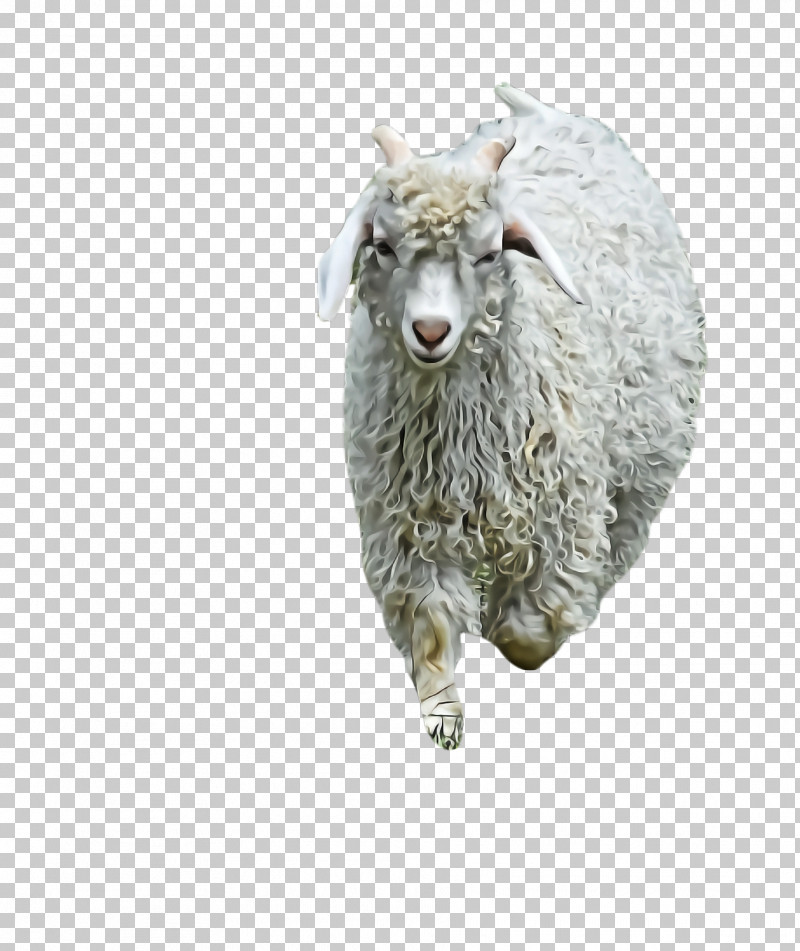 Sheep Sheep Goats Livestock Cow-goat Family PNG, Clipart, Animal Figure, Cowgoat Family, Goat, Goats, Livestock Free PNG Download