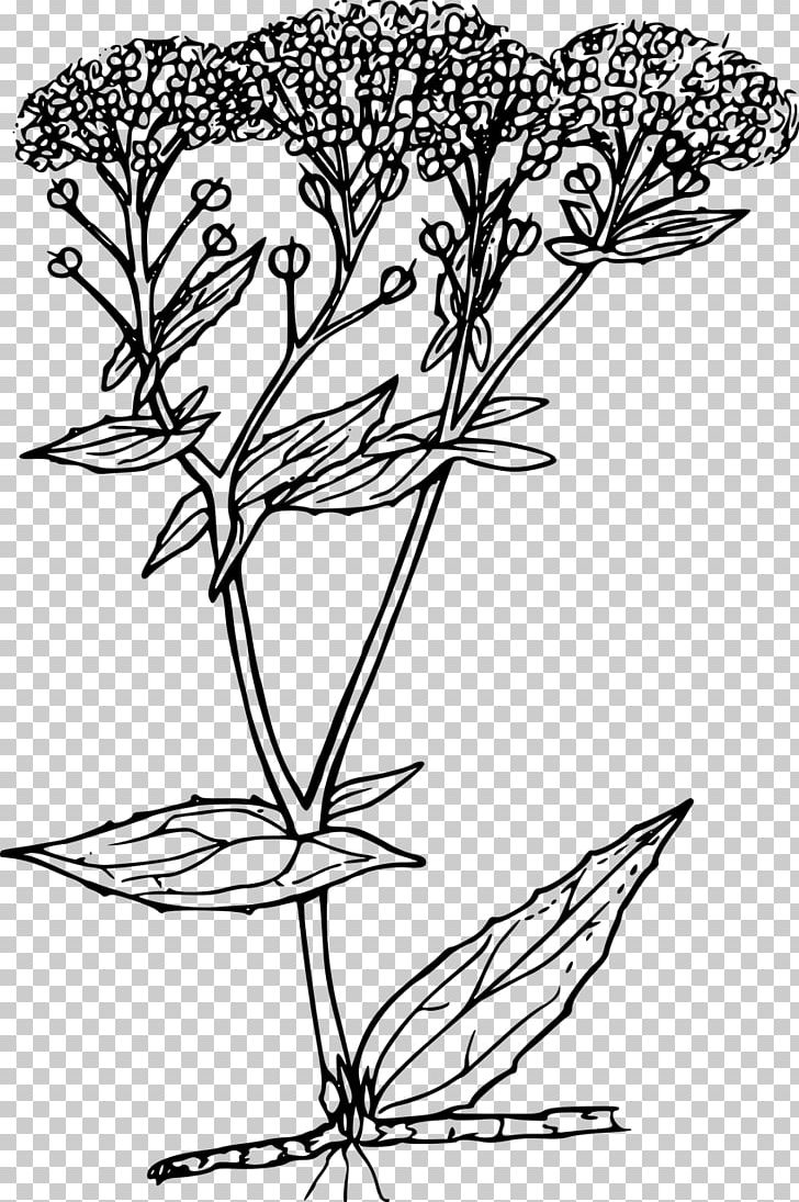Floral Design PNG, Clipart, Art, Artwork, Black And White, Branch, Computer Icons Free PNG Download