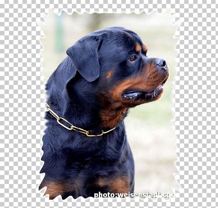 Rottweiler Dog Breed Puppy Breed Group (dog) Snout PNG, Clipart, Animals, Breed, Breed Group Dog, Carnivoran, Dog Free PNG Download