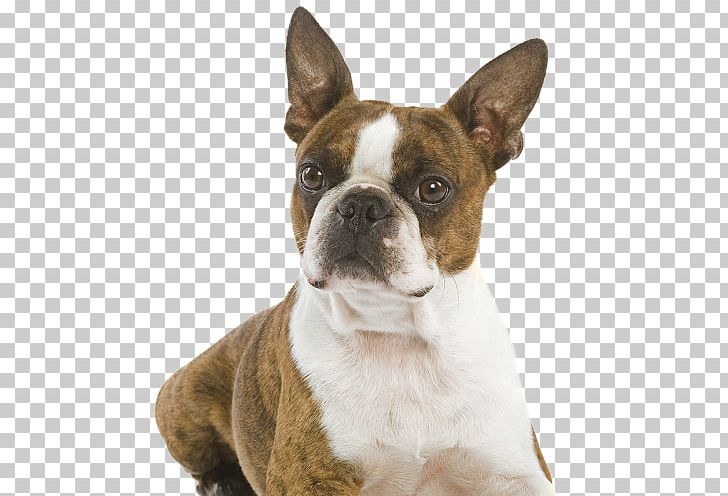 Boston Terrier Olde English Bulldogge Soft-coated Wheaten Terrier Dog Breed PNG, Clipart, Animal Rescue Group, Animals, Australian Bulldog, Boston Terrier Dog, Breed Free PNG Download