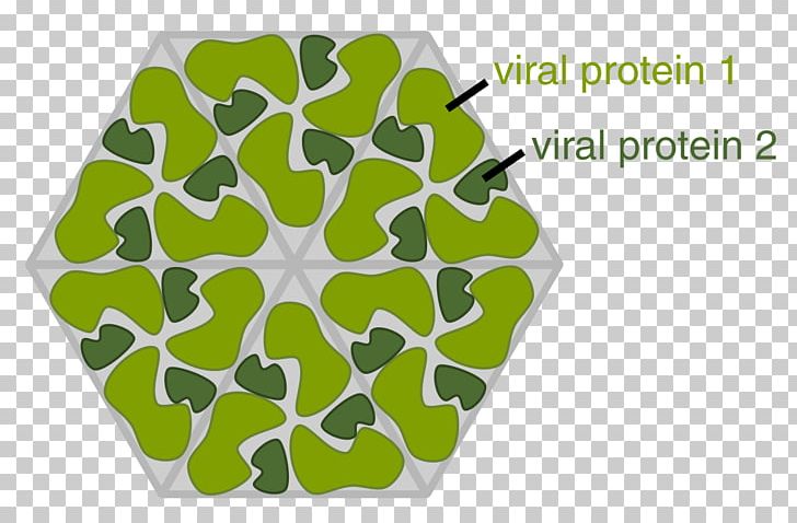 Capsid Virus Viral Protein Virion PNG, Clipart, Area, Capsid, Cell, Dna, Genome Free PNG Download