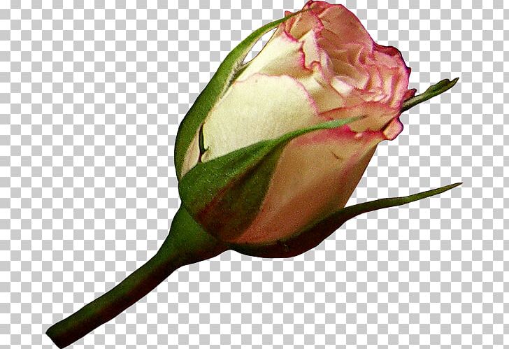 Garden Roses Flower Petal Bud PNG, Clipart, Birthday, Blue, Bud, Cicek Resimleri, Cut Flowers Free PNG Download