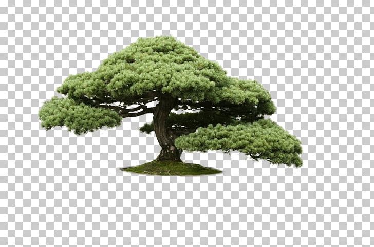 Indoor Bonsai Chinese Elm Tree Cedar PNG, Clipart, Bonsai, Cedar, Cedar Tree, Chinese Elm, Elm Free PNG Download