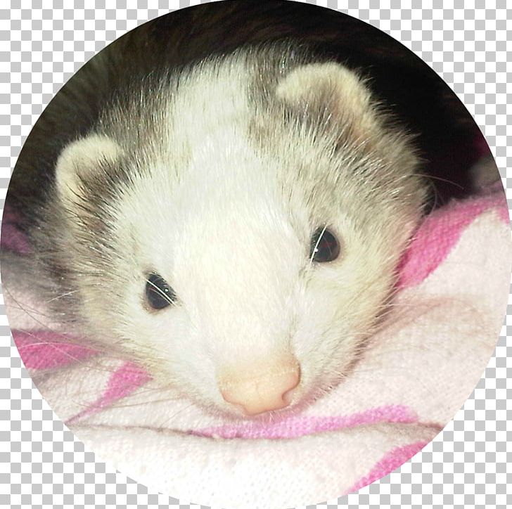 Ferret Virginia Opossum Common Opossum Mink PNG, Clipart, Animals, Carnivoran, Common Opossum, Cuando El Amor Se Acaba, European Polecat Free PNG Download