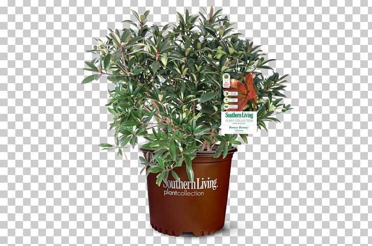 Tree Bay Laurel Shrub Cherry Laurel Houseplant PNG, Clipart, Bay Laurel, Casserole, Cherry Laurel, Colocasia, Cooking Free PNG Download